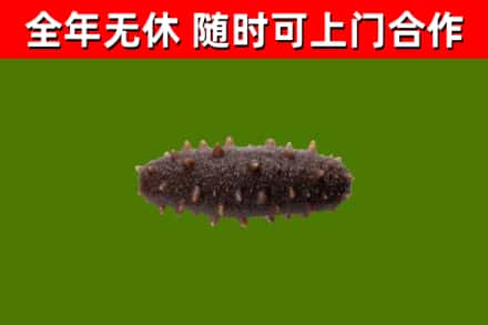 石峰区回收海参干